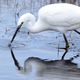 Illustration for article titled Somebody's mom painted a bird and now Reddit is stuck in an endless painting loop